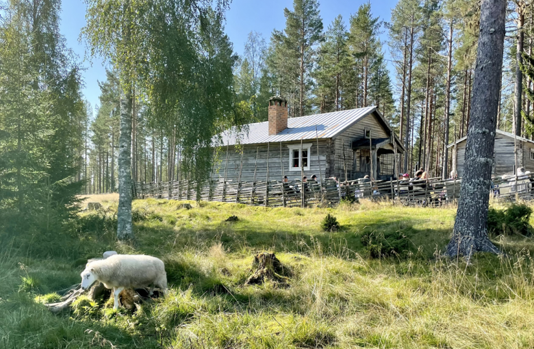 Vi söker pastor